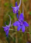 Einzelbild 1 Acker-Rittersporn - Consolida regalis