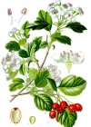 Einzelbild 1 Zweigriffeliger Weissdorn - Crataegus laevigata