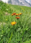 Einzelbild 2 Gold-Pippau - Crepis aurea