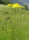 Einzelbild 1 Wiesen-Pippau - Crepis biennis