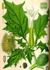 Einzelbild 2 Stechapfel - Datura stramonium