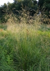 Einzelbild 2 Rasen-Schmiele - Deschampsia cespitosa