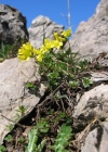 Einzelbild 2 Immergrünes Felsenblümchen - Draba aizoides