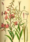 Einzelbild 2 Wald-Weidenröschen - Epilobium angustifolium