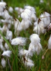 Einzelbild 2 Schmalblättriges Wollgras - Eriophorum angustifolium