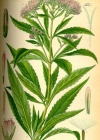 Einzelbild 2 Wasserdost - Eupatorium cannabinum