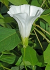 Einzelbild 3 Echte Zaunwinde - Calystegia sepium