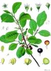 Einzelbild 1 Faulbaum - Frangula alnus