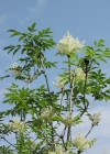 Einzelbild 1 Manna-Esche - Fraxinus ornus