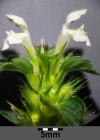 Einzelbild 3 Stechender Hohlzahn - Galeopsis tetrahit