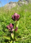 Einzelbild 1 Purpur-Enzian - Gentiana purpurea