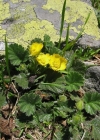 Einzelbild 3 Berg-Nelkenwurz - Geum montanum