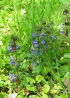 Einzelbild 3 Gundelrebe - Glechoma hederacea