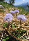 Einzelbild 1 Schaft-Kugelblume - Globularia nudicaulis