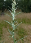 Einzelbild 2 Wald-Ruhrkraut - Gnaphalium sylvaticum
