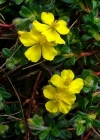 Einzelbild 1 Alpen-Sonnenröschen - Helianthemum alpestre