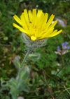 Einzelbild 2 Zottiges Habichtskraut - Hieracium villosum