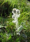 Einzelbild 3 Zottiges Habichtskraut - Hieracium villosum