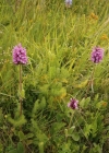 Einzelbild 2 Alpen-Betonie - Stachys pradica