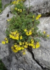 Einzelbild 2 Schopfiger Hufeisenklee - Hippocrepis comosa