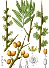Einzelbild 2 Sanddorn - Hippophaë rhamnoides
