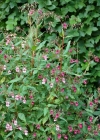 Einzelbild 2 Drüsiges Springkraut - Impatiens glandulifera