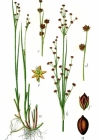 Einzelbild 1 Alpen-Binse - Juncus alpinoarticulatus