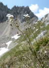 Einzelbild 1 Felsen-Kugelschötchen - Kernera saxatilis