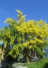 Einzelbild 2 Gemeiner Goldregen - Laburnum anagyroides
