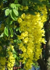 Einzelbild 1 Gemeiner Goldregen - Laburnum anagyroides