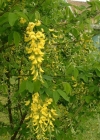 Einzelbild 3 Gemeiner Goldregen - Laburnum anagyroides