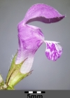 Einzelbild 2 Gefleckte Taubnessel - Lamium maculatum