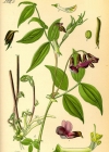 Einzelbild 2 Frühlings-Platterbse - Lathyrus vernus