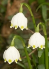Einzelbild 1 Märzenglöckchen - Leucojum vernum