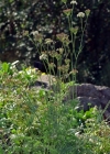 Einzelbild 2 Alpen-Liebstock - Ligusticum mutellina