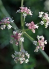 Einzelbild 3 Alpen-Liebstock - Ligusticum mutellina