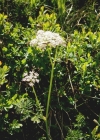 Einzelbild 4 Alpen-Liebstock - Ligusticum mutellina