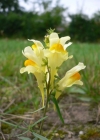 Einzelbild 1 Gemeines Leinkraut - Linaria vulgaris