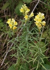Einzelbild 2 Gemeines Leinkraut - Linaria vulgaris