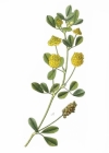 Einzelbild 3 Hopfenklee - Medicago lupulina