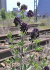 Einzelbild 1 Saat-Luzerne - Medicago sativa