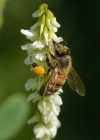 Einzelbild 2 Weisser Honigklee - Melilotus albus