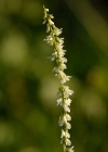 Einzelbild 3 Weisser Honigklee - Melilotus albus