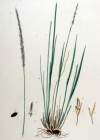 Einzelbild 3 Blaues Pfeifengras - Molinia caerulea