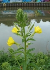 Einzelbild 1 Zweijährige Nachtkerze - Oenothera biennis aggr.