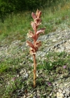 Einzelbild 2 Thymian-Würger - Orobanche alba