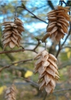 Einzelbild 3 Hopfenbuche - Ostrya carpinifolia