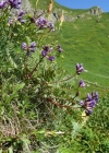 Einzelbild 3 Berg-Spitzkiel - Oxytropis jacquinii