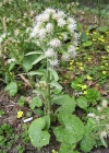 Einzelbild 1 Weisse Pestwurz - Petasites albus