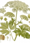 Einzelbild 1 Meisterwurz - Peucedanum ostruthium